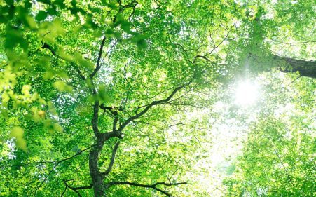 カーボンクレジットとは？特長や取引方法、種類などを解説