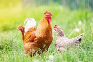 動物系固形不要物とは？処理方法や動物に関する廃棄物について解説
