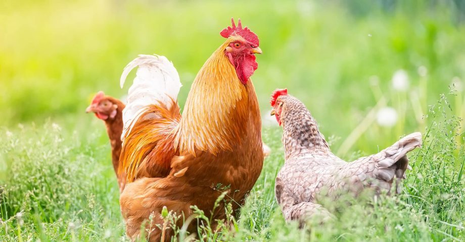 動物系固形不要物とは?処理方法や動物に関する廃棄物について解説